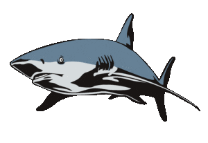 shark-front-tranp