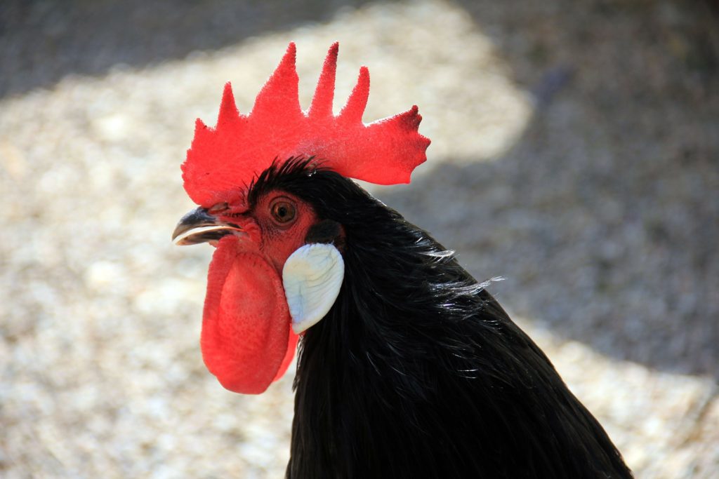 A Chunk of SciFi - 1.07 Hive Chicken [Animal]
