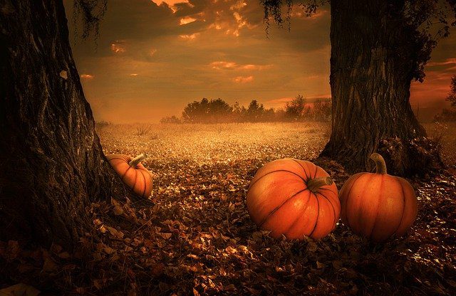 Pumpkins Trees Meadow Halloween  - Larisa-K / Pixabay