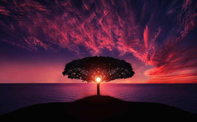 Tree Sunset Amazing Beautiful  - Bessi / Pixabay