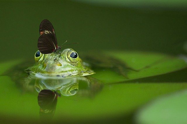 Frog Butterfly Pond Mirroring  - FrankWinkler / Pixabay