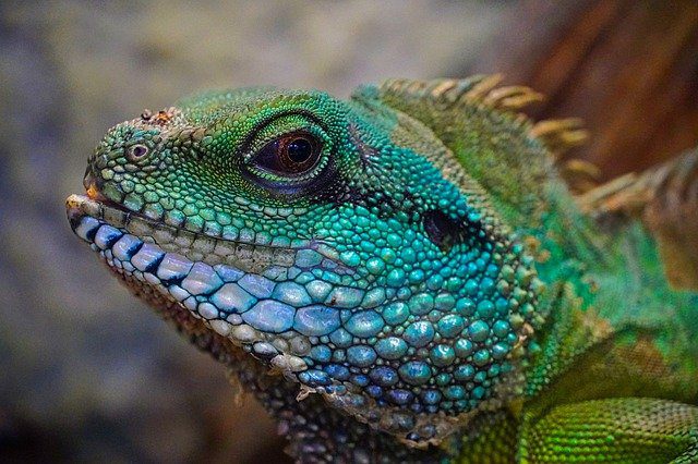 Lizard Colorful Head View Exotic  - Anrita1705 / Pixabay