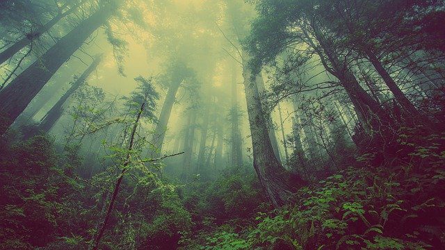 Forest Mist Nature Trees Mystic  - Free-Photos / Pixabay