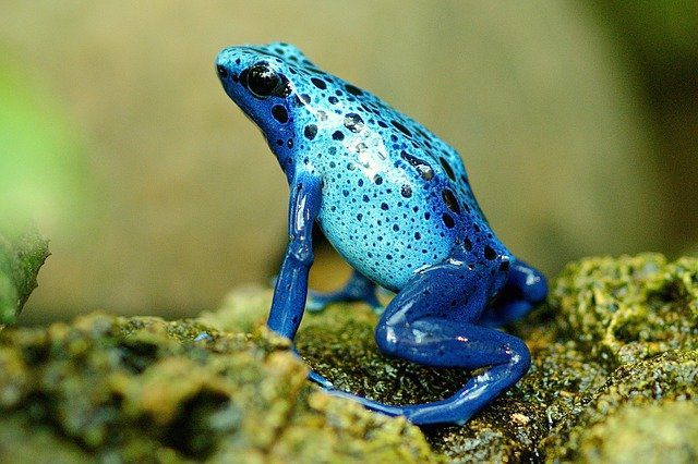 Frog Exotic Close Up Terrarium  - suju-foto / Pixabay