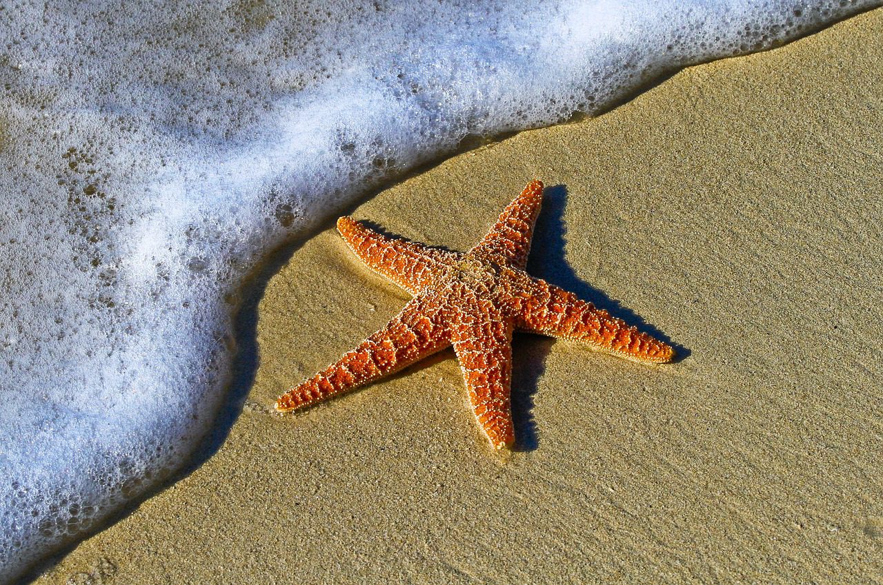 starfish sand sea star sea creature 1851289