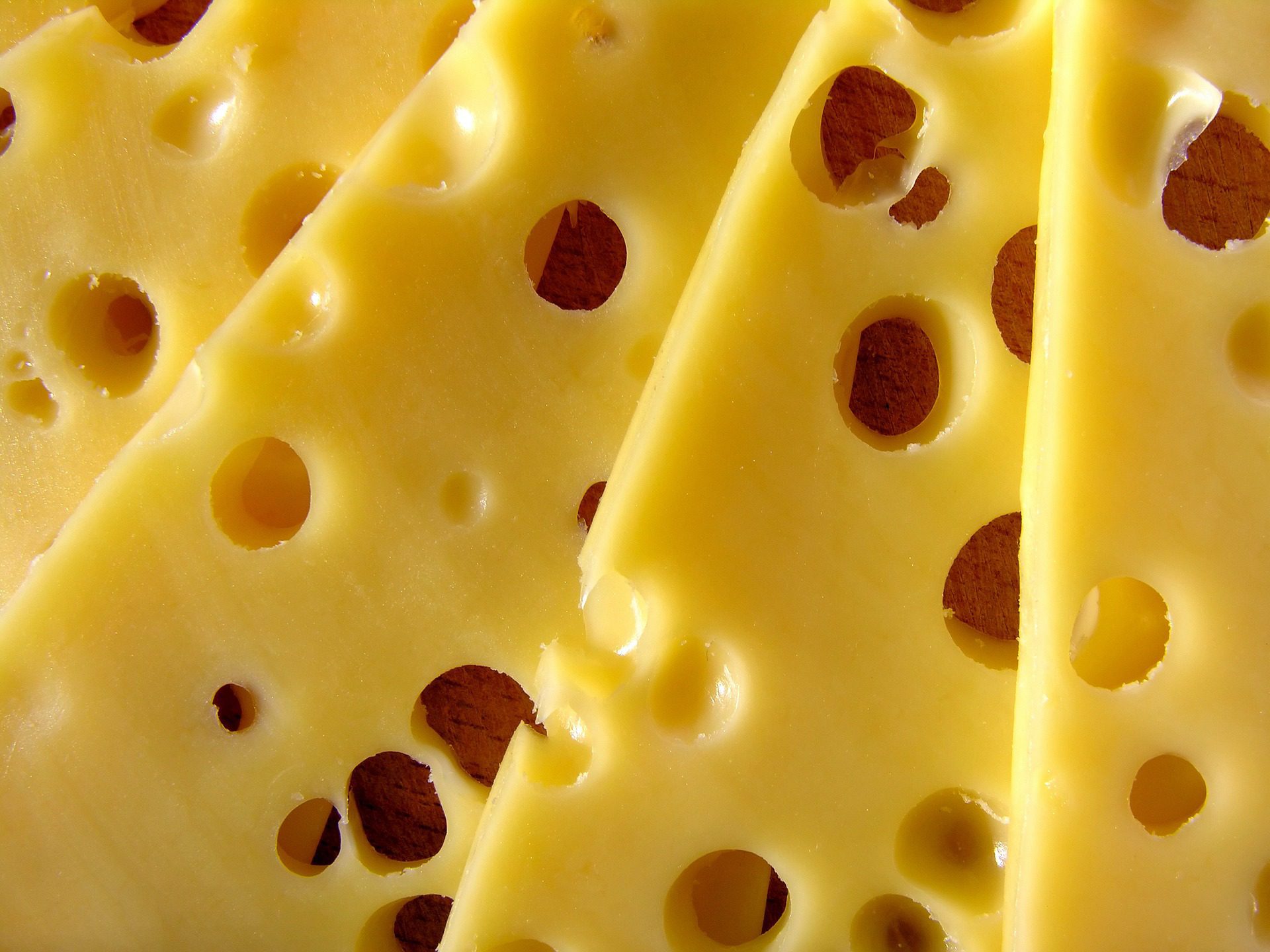 four slices of swiss style cheese (with holes in)