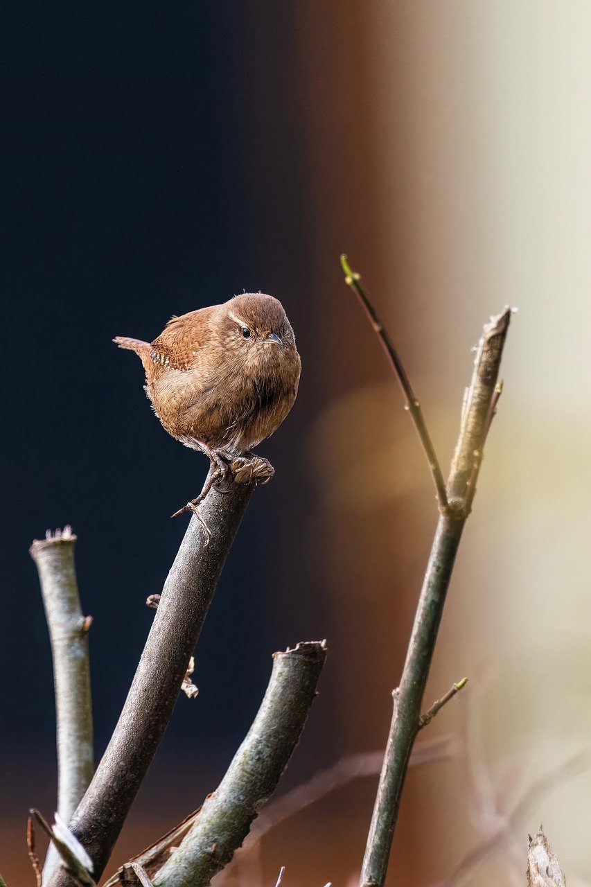 wren bird animal nature wildlife 8496039