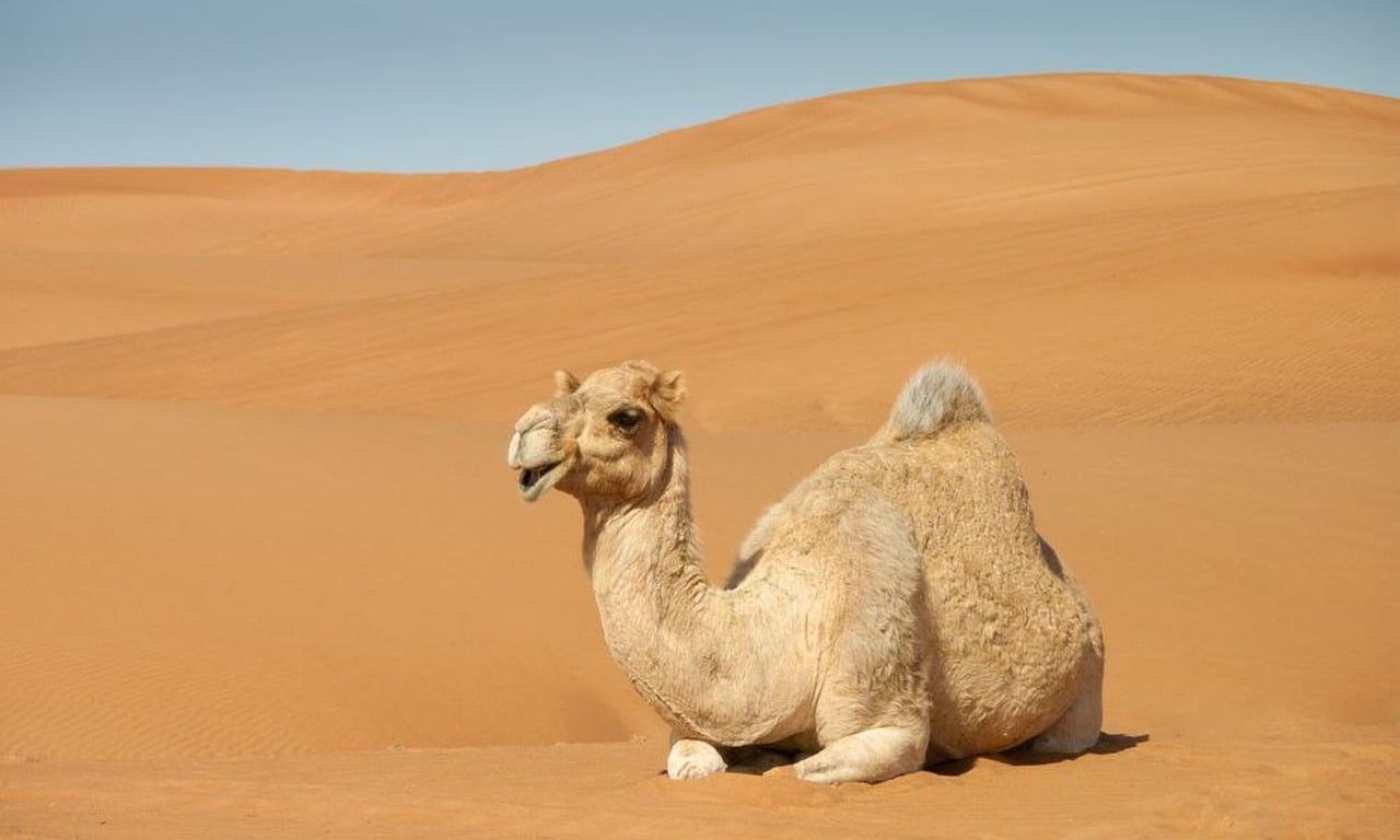 camel sahara sand dunes desert