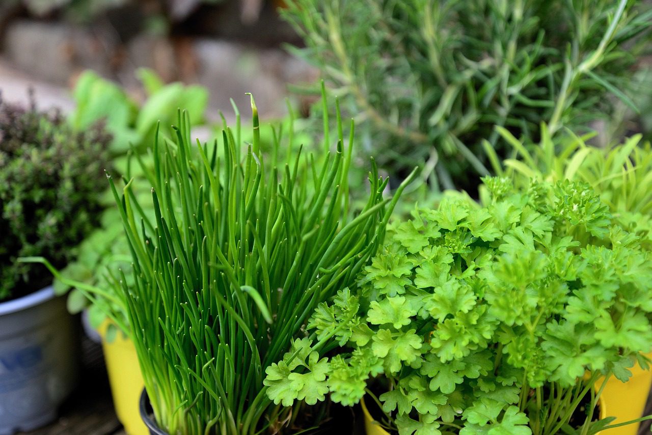 close of of various very green herbs in pots, some long and thin,others with spread leaves