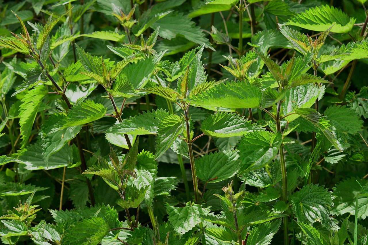 Close of a herb looking plant - possibly nettle urtica urticaceae